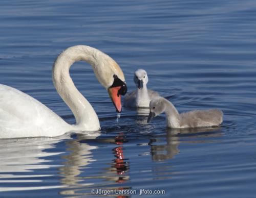 Mute Swan with chicks Smaland Sweden