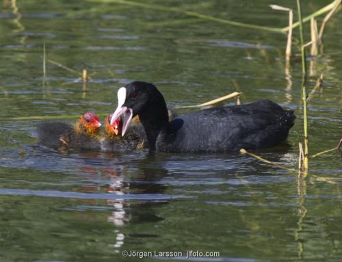 Cot  Waterhen babybird chich Vastervik Sweden