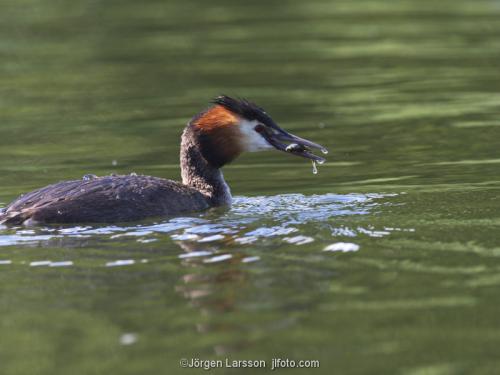 Great crested grebe with fish Vastervik Smaland Sweden