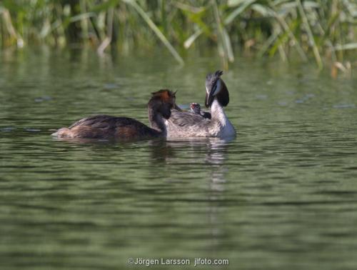 Great crested grebe with babybird chickVastervik Smaland Sweden