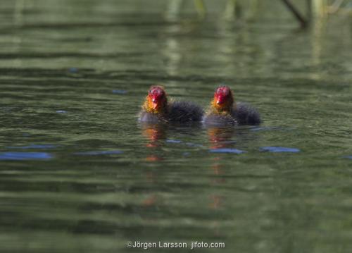 Cot  Waterhen babybird chick Vastervik Sweden