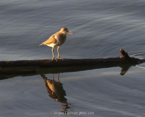 Common sandpiper on a branche. Hallunda Stockholm