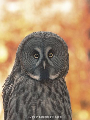 Great Grey Owl. Bodem Vasterbotten Sweden