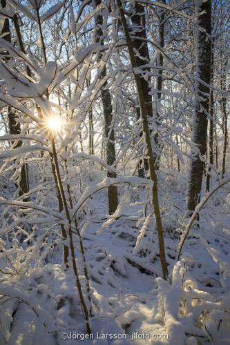 Vinterskog Mörkö Södermanland Sverige snö kallt träd