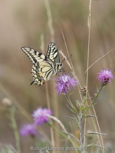 Navelso Smaland Sweden Swallowtail Papilio machaon