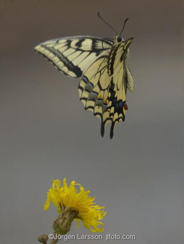 Makaonfjäril Papilio machaon Nävelsö  Småland Sverige fjärilar