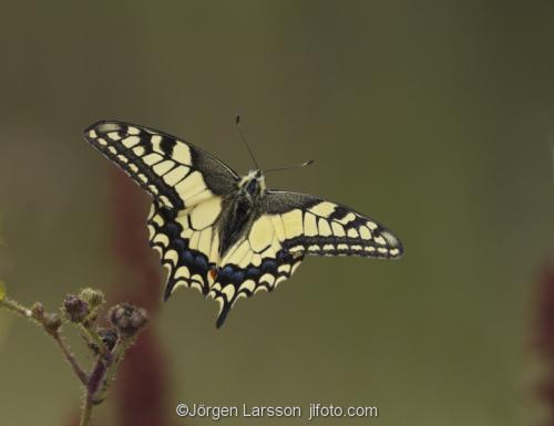 Makaon Papilio machaon Nävelsö Småland Fjäril fjärilar 