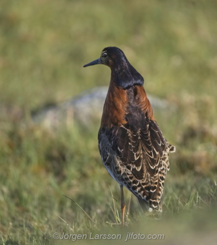 Ruff, brushane, Öland Sverige, Oland