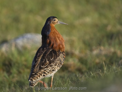 Ruff, brushane, Öland Sverige, Oland