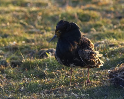 Ruff, brushane, Öland Sverige, Oland