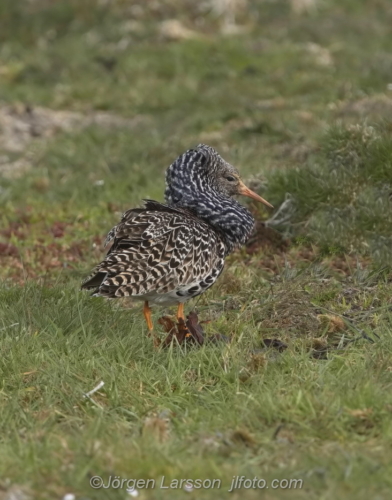 Ruff, brushane, Öland Sverige, Oland