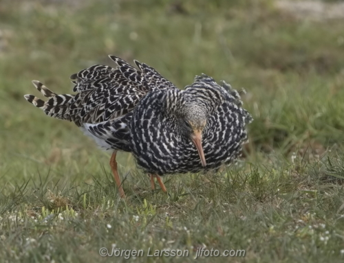 Ruff, brushane, Öland Sverige, Oland