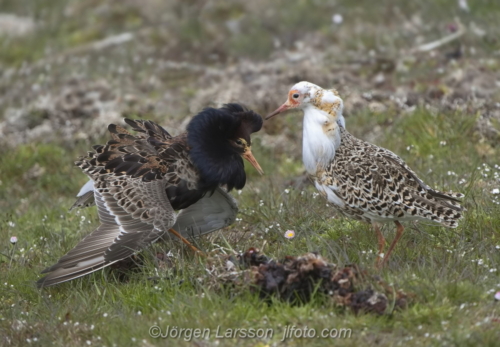 Ruff, brushane, Öland Sverige, Oland