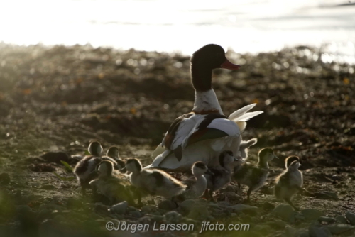 common shelduck with chicks, Gravand med ungar, Gotland Sweden