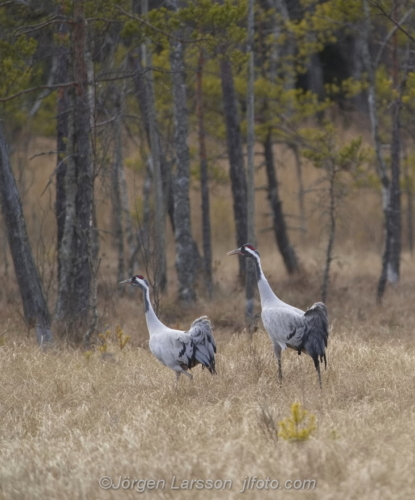 Cranes in the field, tranor på fätet,  Katrineholm Sweden