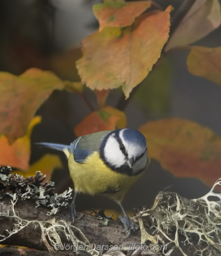 Blue Tit and autumn leaves