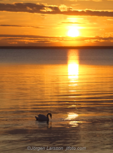 Mute swan in sunset Öland Sweden  Knölsvan