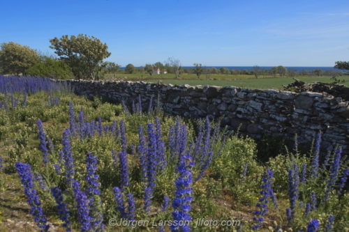 Sudret  Sundre Gotland Sweden