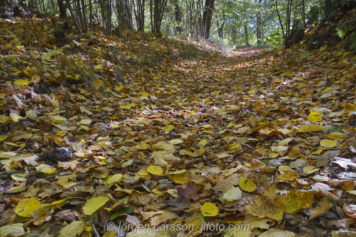 Path  and autumnleaves Bornsjön Södermanland Sweden