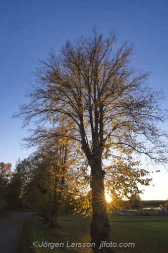 Autumntree in sunset Norsborg Botkyrka  Södermanland Sweden