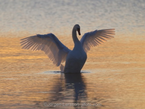 Mute swan in sunset Öland Sweden  Knölsvan
