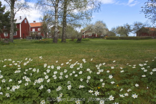 Lunds by tipical Swedish village Småland Sweden  wood anemone Anemone nemorosa