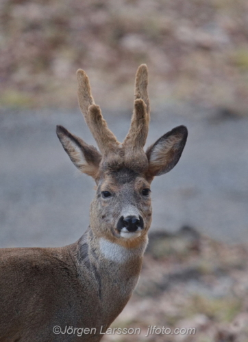 Rådjur Råbock Roebuck Botkyrka Södermanland Sweden