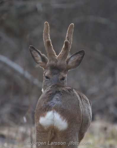 Rådjur Råbock Roebuck Botkyrka Södermanland Sweden