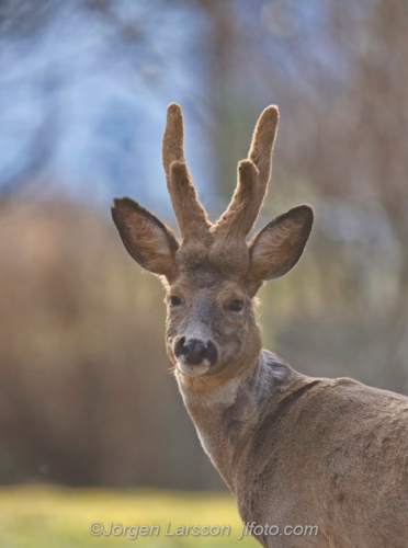 Rådjur Råbock Roebuck Botkyrka Södermanland Sweden