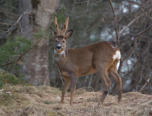 Rådjur Råbock Roebuck Botkyrka Södermanland Sweden