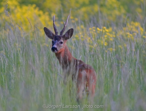 Rådjur Råbock Roebuck Botkyrka Södermanland Sweden