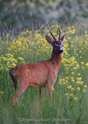 Rådjur Råbock Roebuck Botkyrka Södermanland Sweden