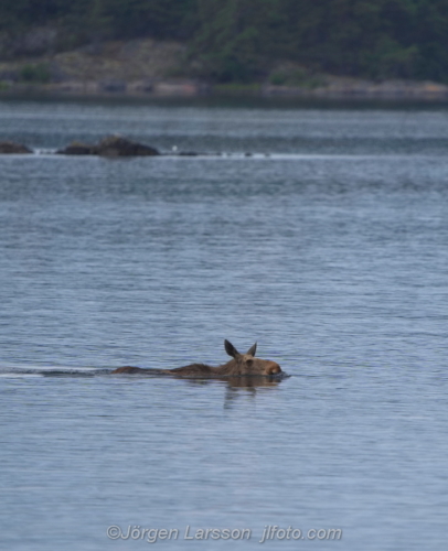 Swimming Moose Simmande älg Verkebäcksviken Småland Sweden