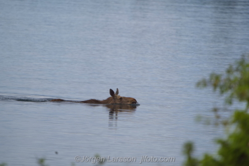 Swimming Moose Simmande älg Verkebäcksviken Småland Sweden