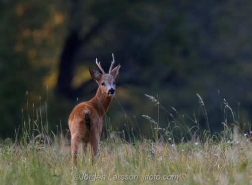 Rådjur Råbock Roebuck Botkyrka Södermanland Sweden