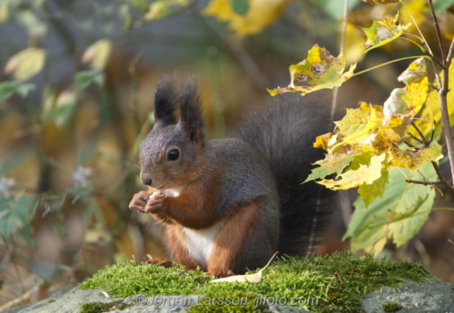 Ekoerre Squirrel  Stockholm Sweden Sverige