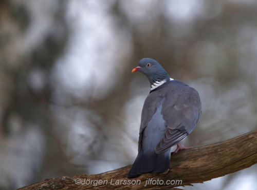 wood pigeon  Skogsduva