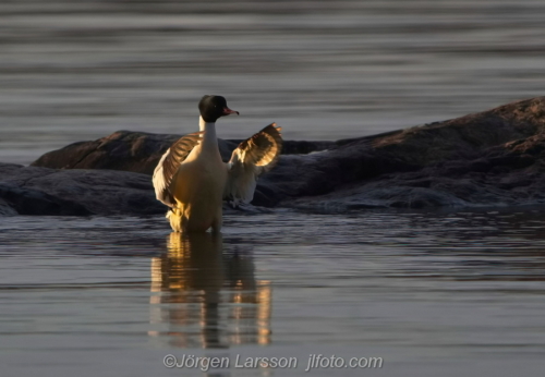 Storskrake  Goosander