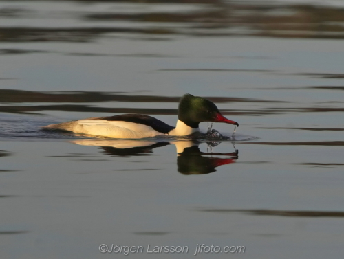 Storskrake Goosander