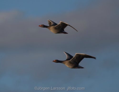 Greylag goose  Grågås