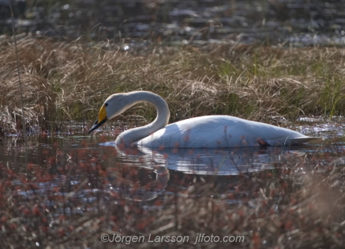 Sångsvan  Whooper Swan Östergötland Sweden Sverige