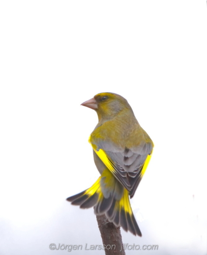 Grönfink Greenfinch