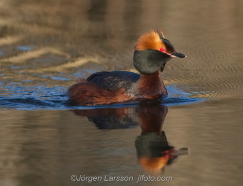 Svarthakedopping Slavonien Grebe