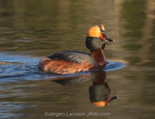 Svarthakedopping Slavonien Grebe