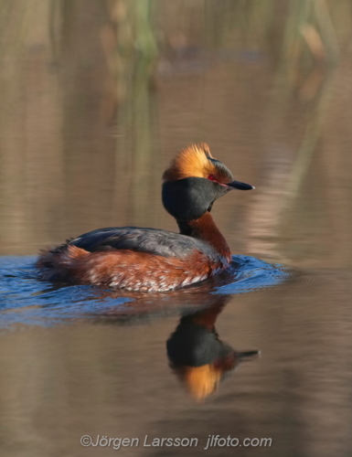 Svarthakedopping Slavonien Grebe