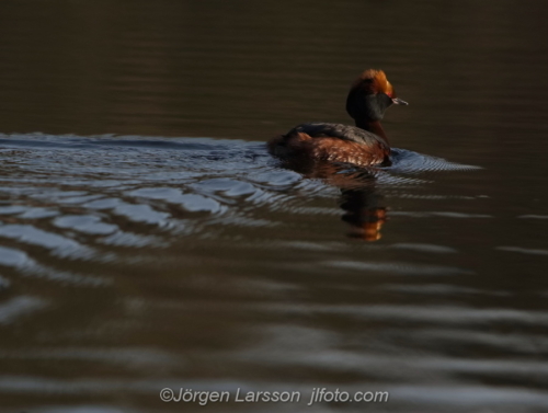 Svarthakedopping Slavonien Grebe