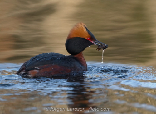 Svarthakedopping Slavonien Grebe