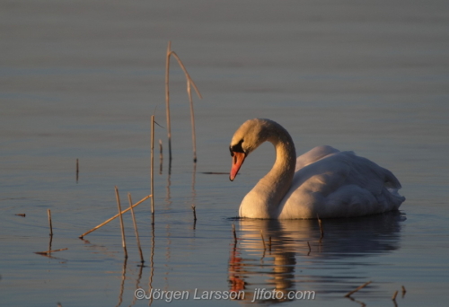 Knölsvan  Mute Swan  Stockholm