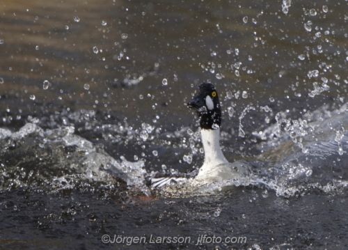 Knipa  Golden eye,   Småland Sweden Sverige