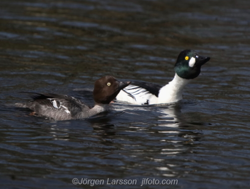 Knipa  Golden eye,   Småland Sweden Sverige